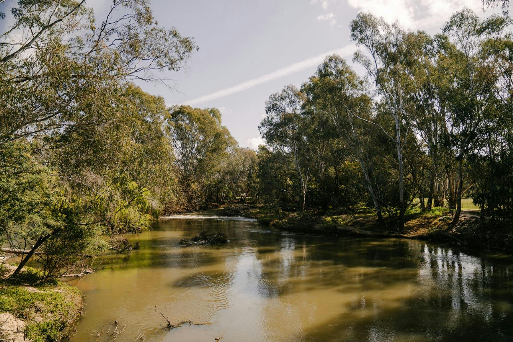 Brown river, lined by grass and gum trees