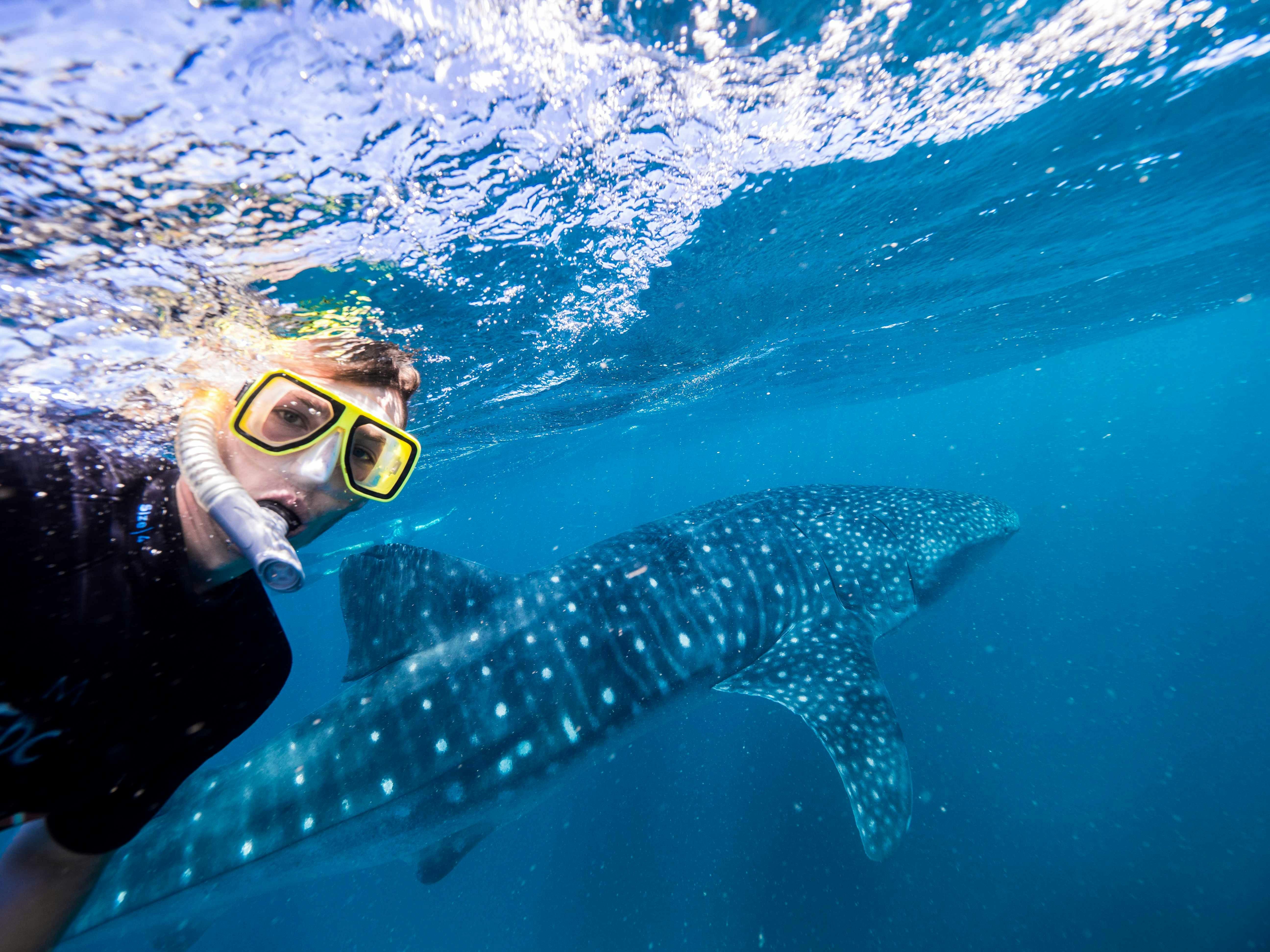 A boy has a selfie with a whale shark while swimming alongside