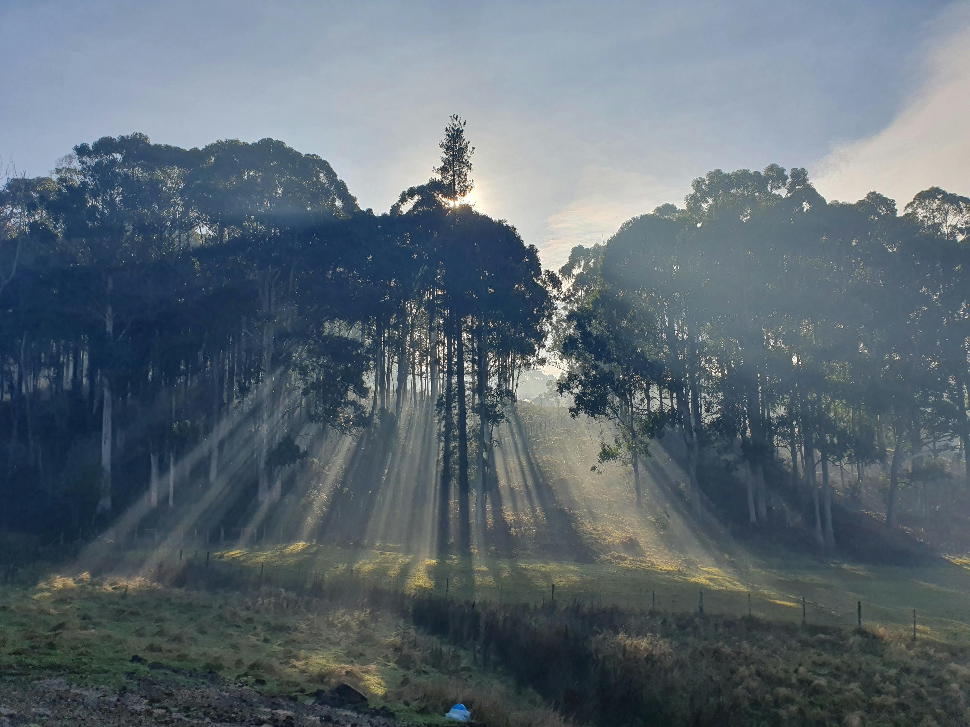 Sunlight streaming through trees in the early morning