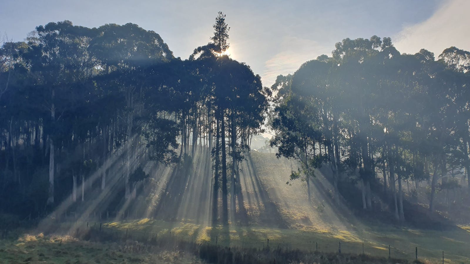 The winter sun streaming through our neighbouring trees