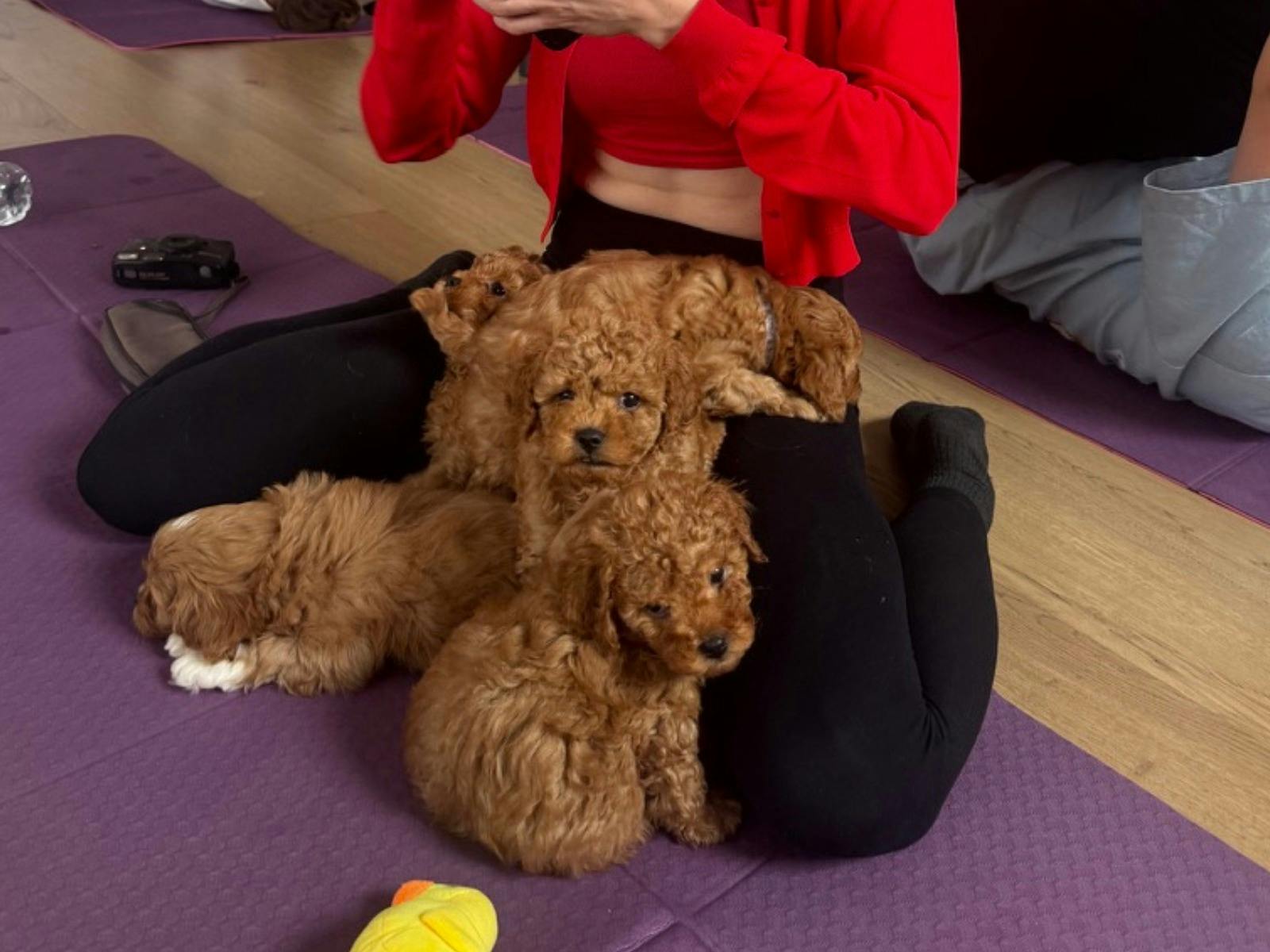 Participant with 3 cavoodles on her lap at Yoga Paws Sydney