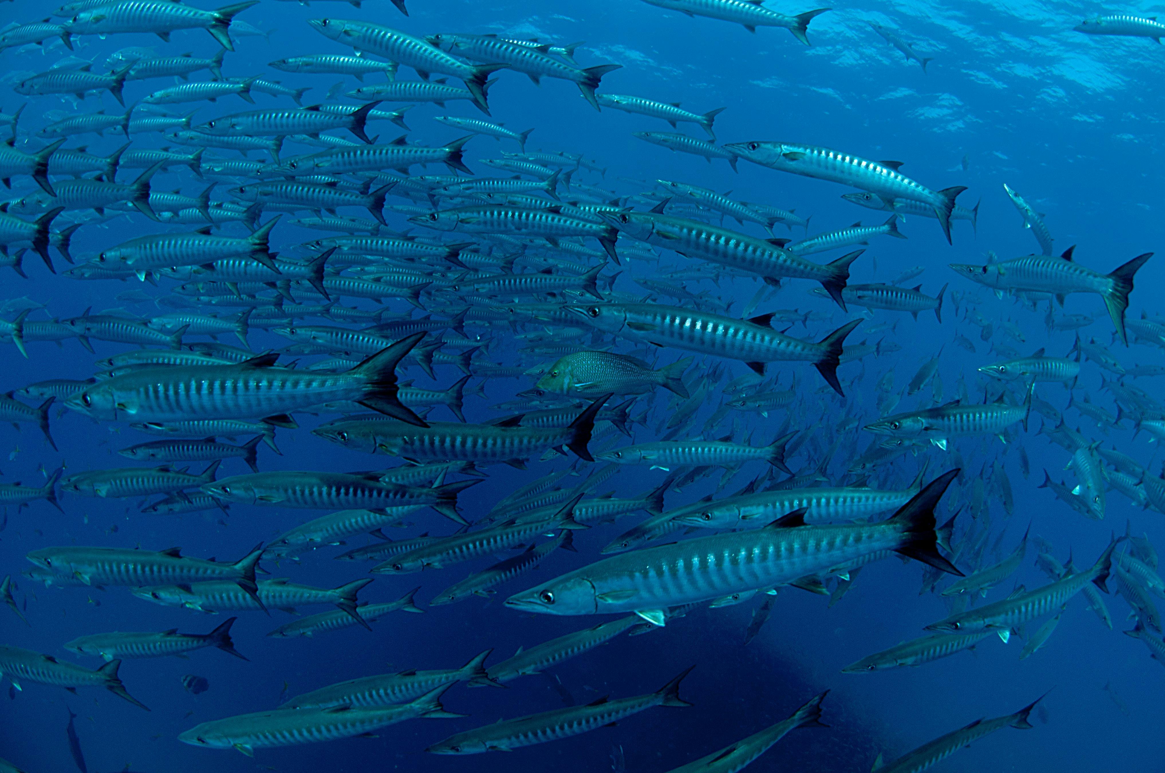 School of Barracuda