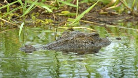 Cannon Hill Billabong Crocodile