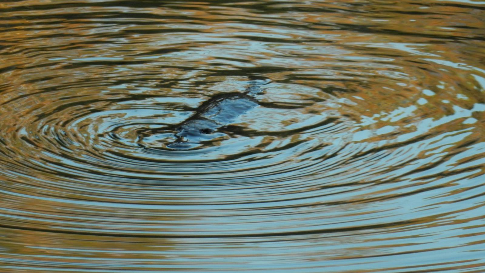 Platypus
