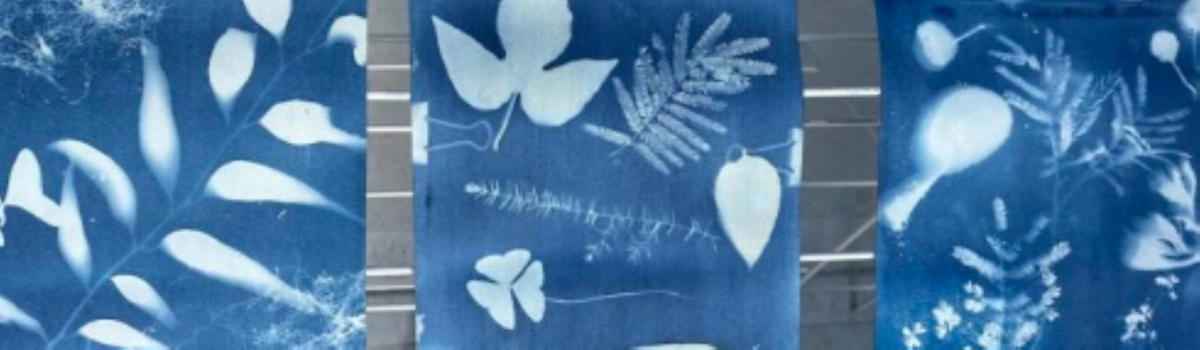 Cyanotypes