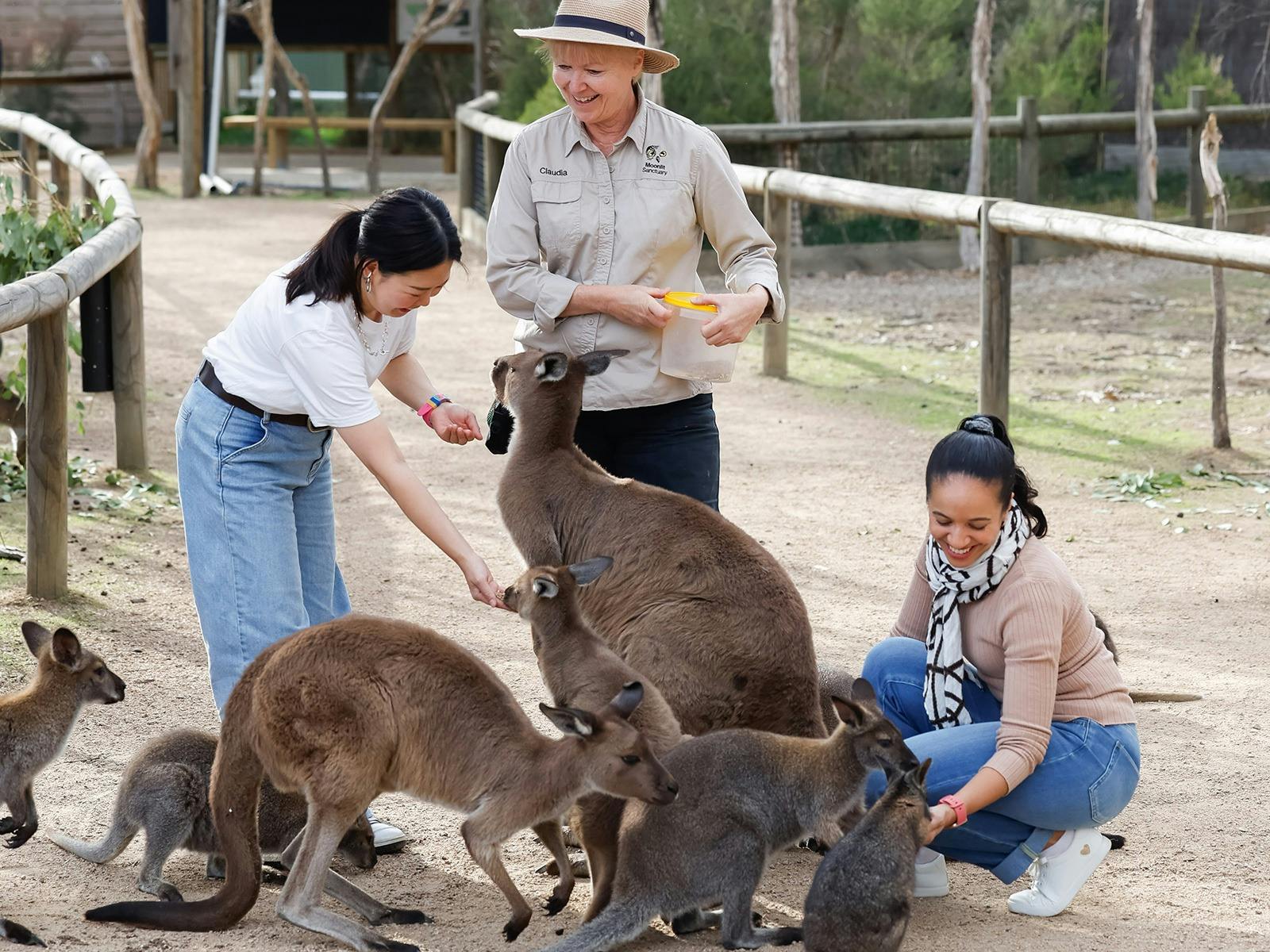 Two female visitors to Moonlit Sanctuary feed 2 kangaroos and 4 wallabies with a Zoo Keeper watching