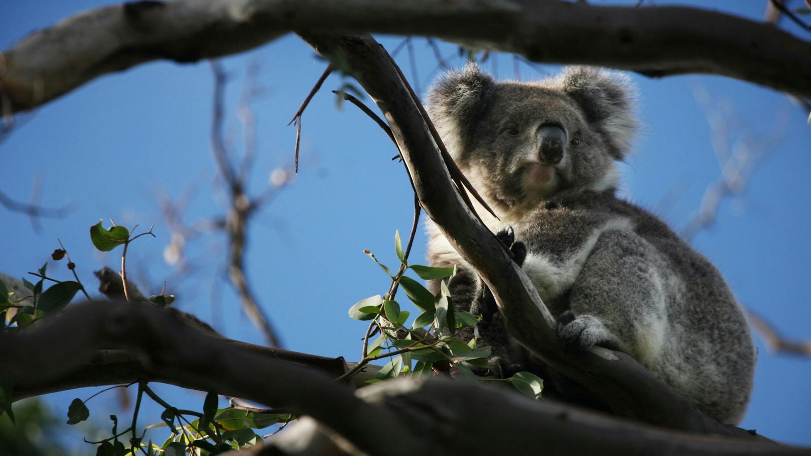 Great Ocean Road Koala Private Luxury