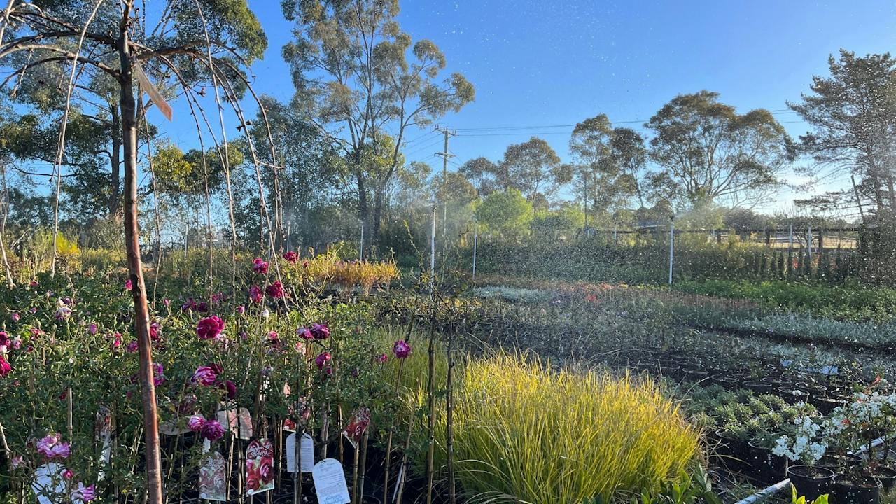 Red Leaf Wholesale Nursery
