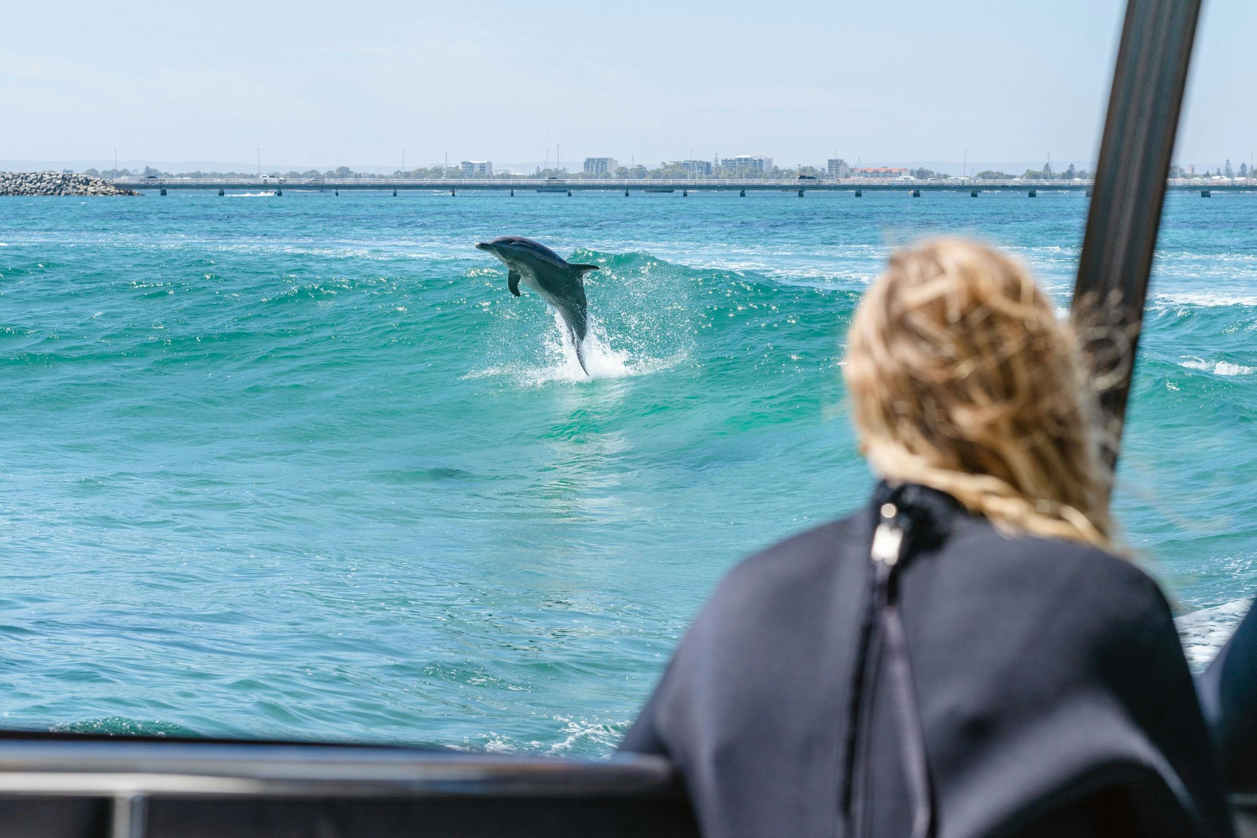 Dolphins seen on Perth Wildlife Encounters, Rockingham