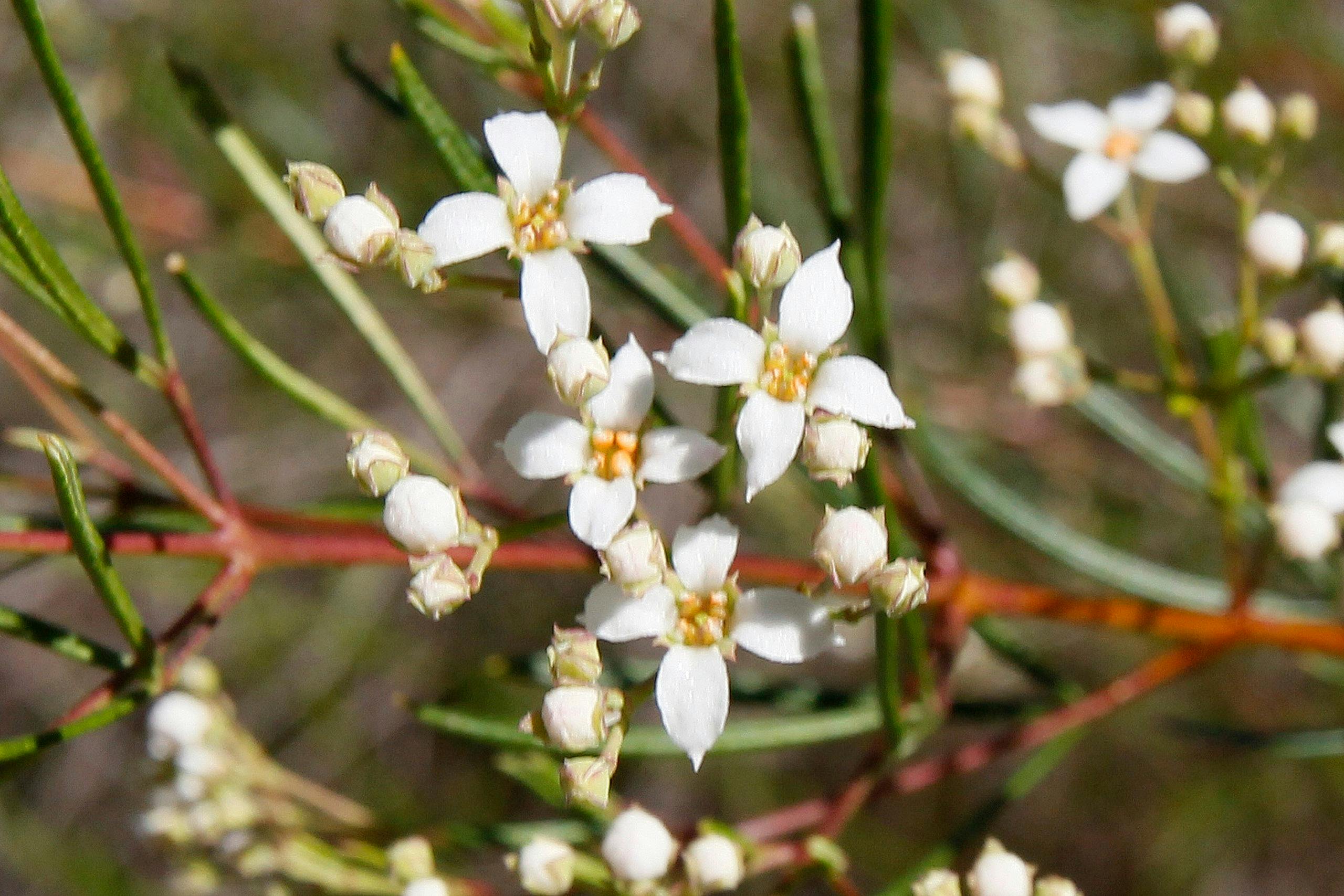 Close up of small white flowers with yellow centres.