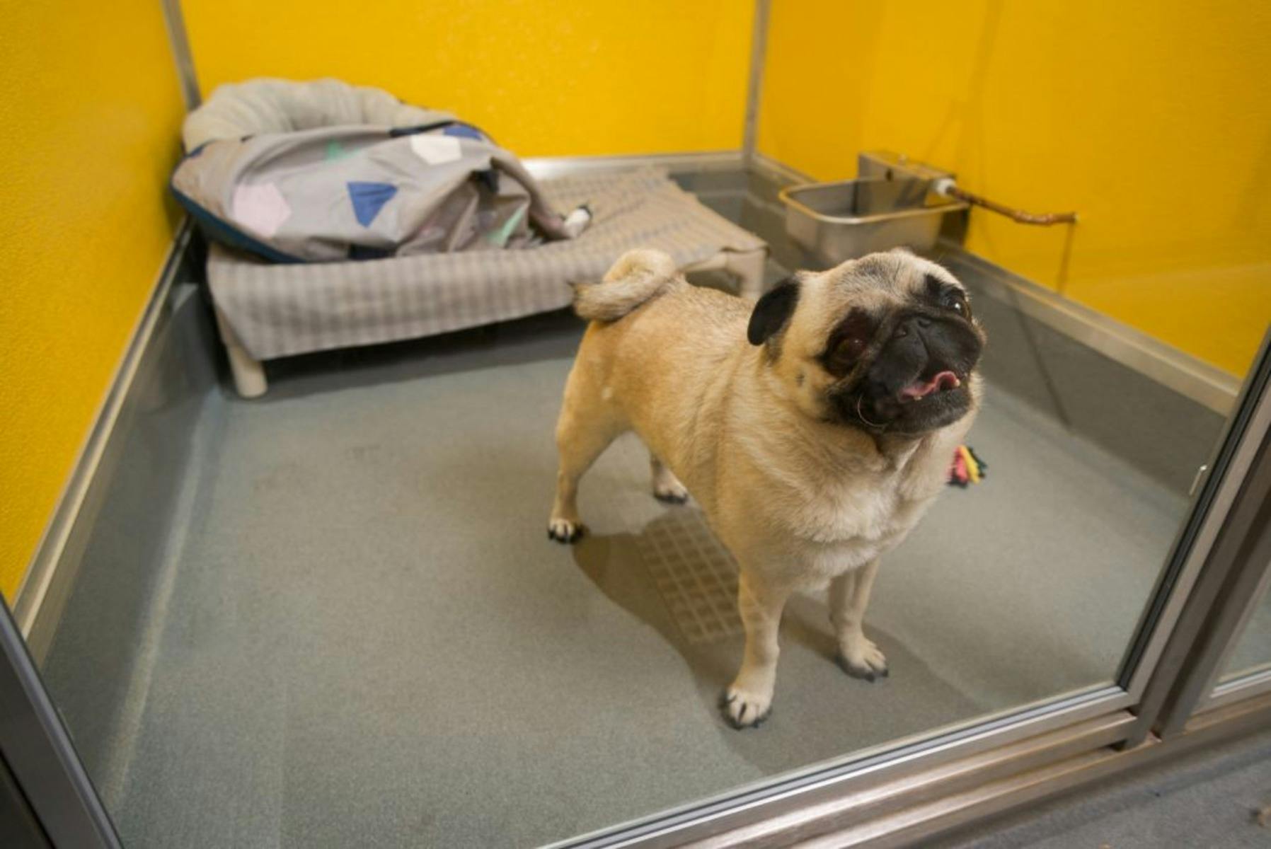 Short Stay suites offer comfort for a short and sweet visit.