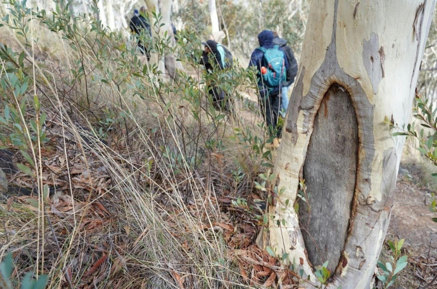 A photo oh a scar tree in the foreground, with hikers in the background