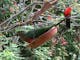 The King Parrots are waiting for you (amongst the other 15 native species)