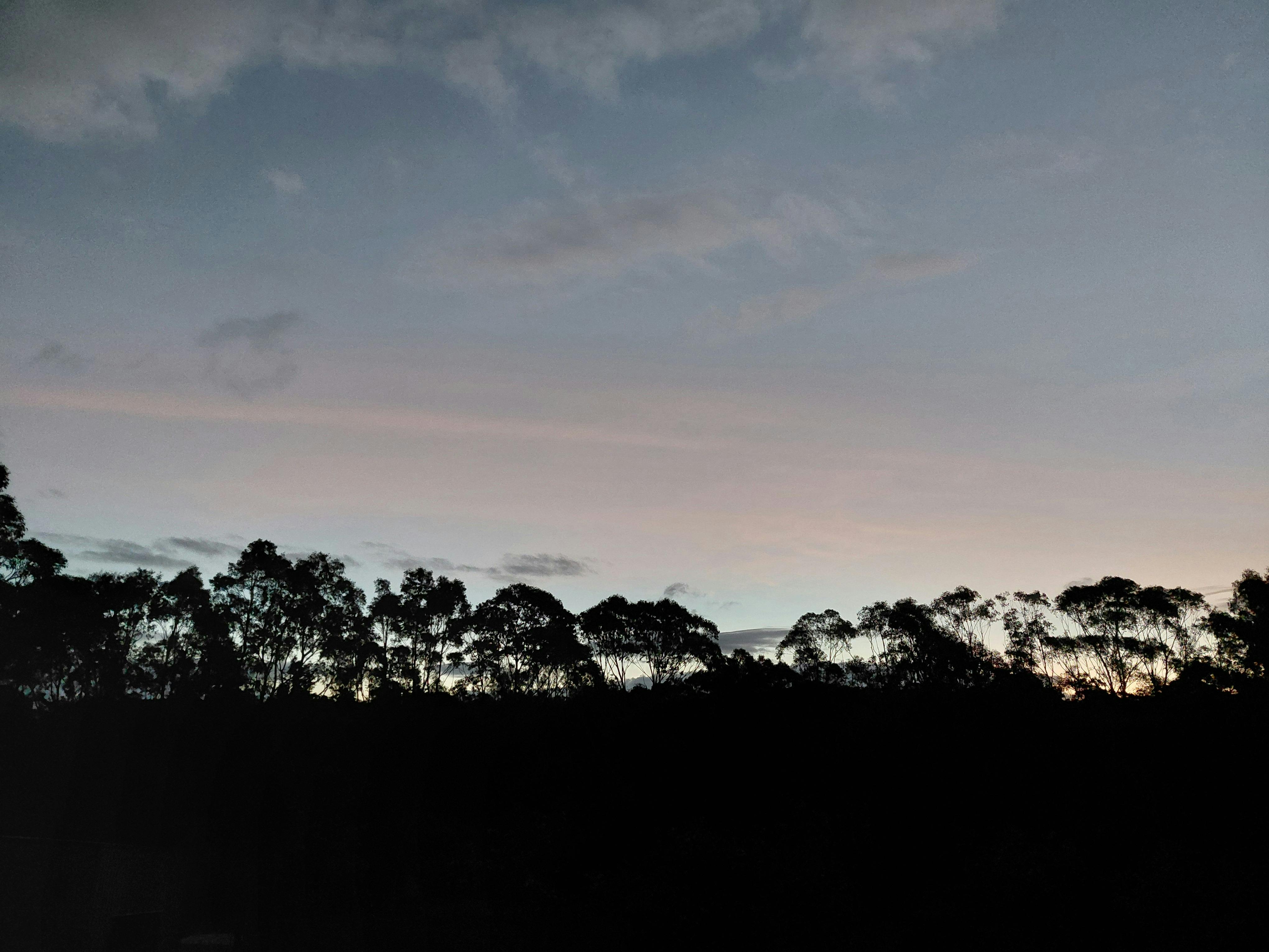 西にそびえ立つユーカリの木々に沈む夕日
