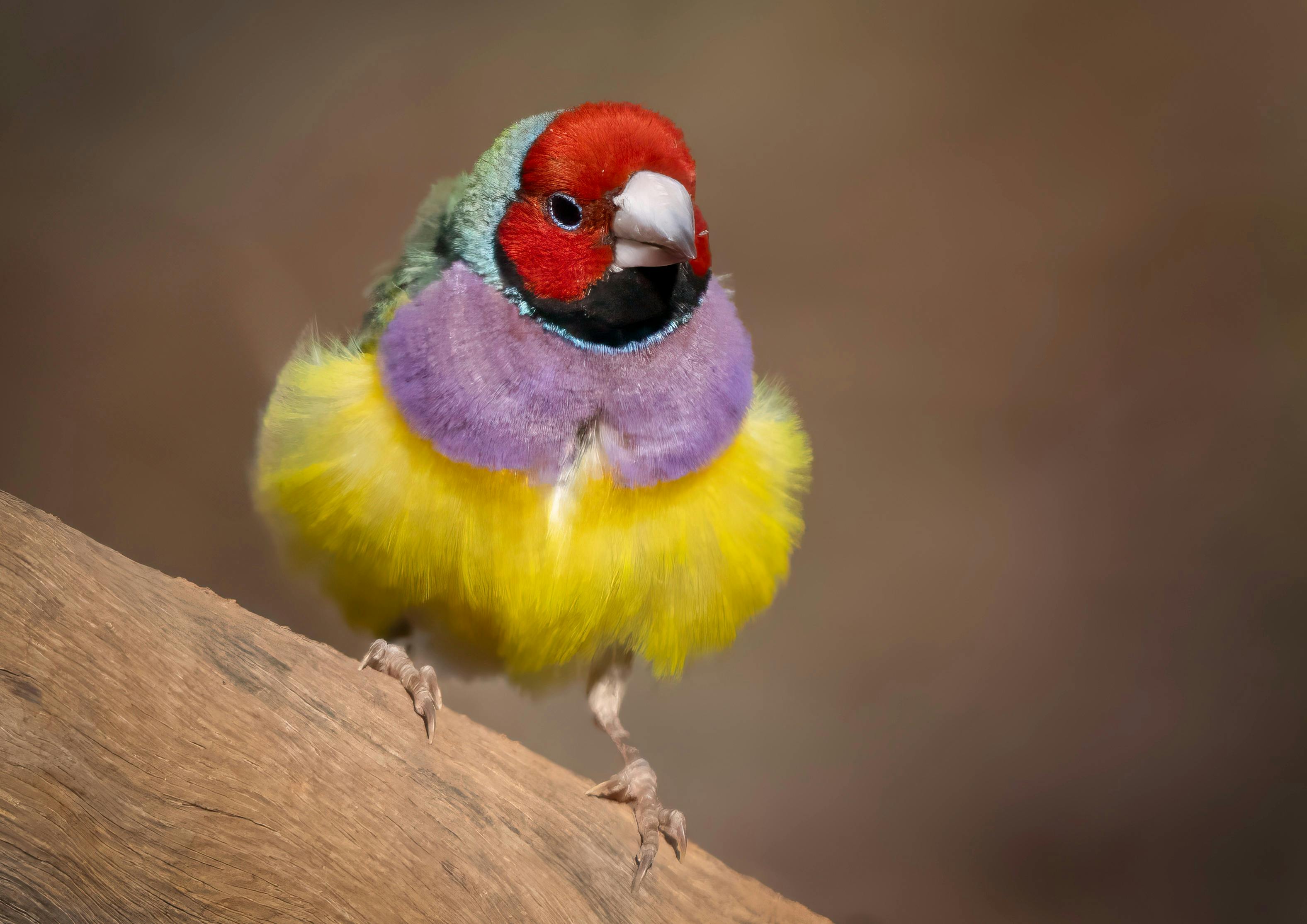 Gouldian Finch at Marrakai