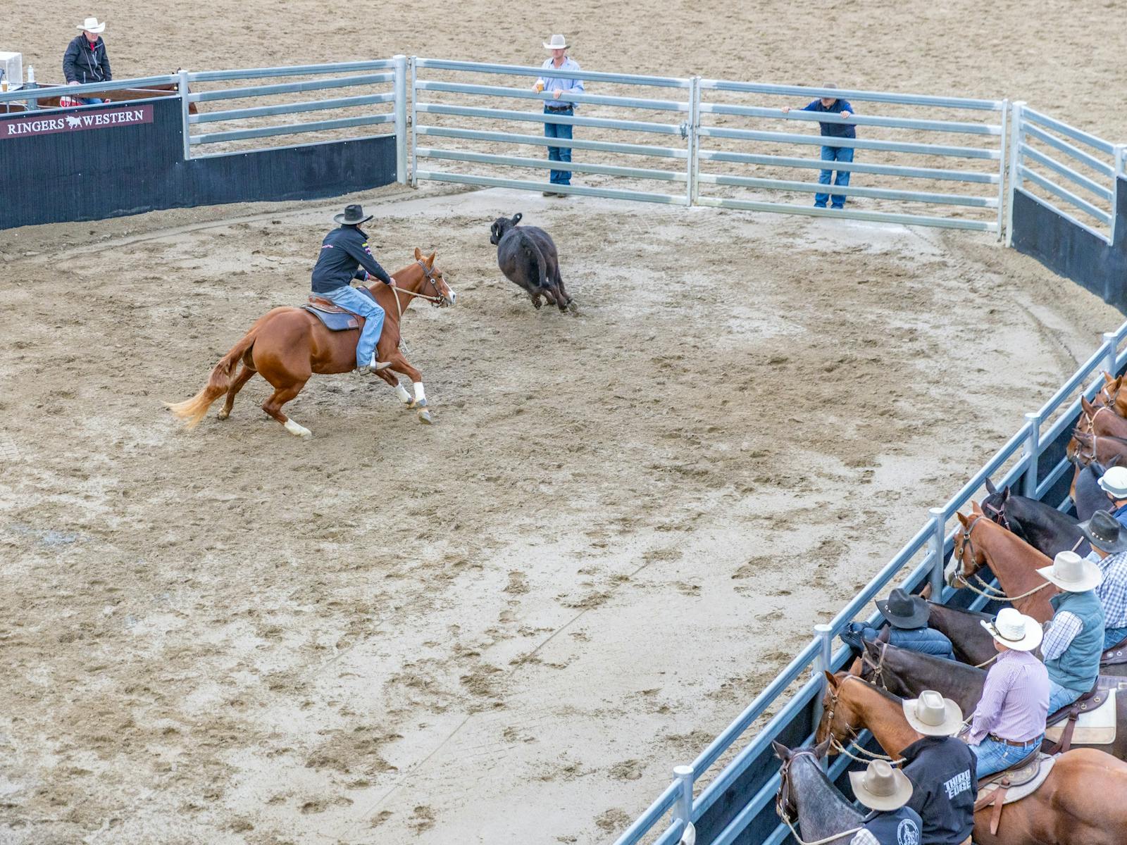 Willinga Park Gold Buckle Campdraft Championship 2026