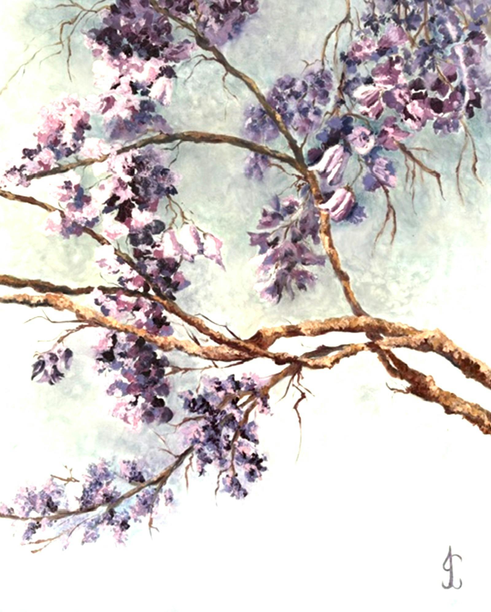 Jacaranda Tree