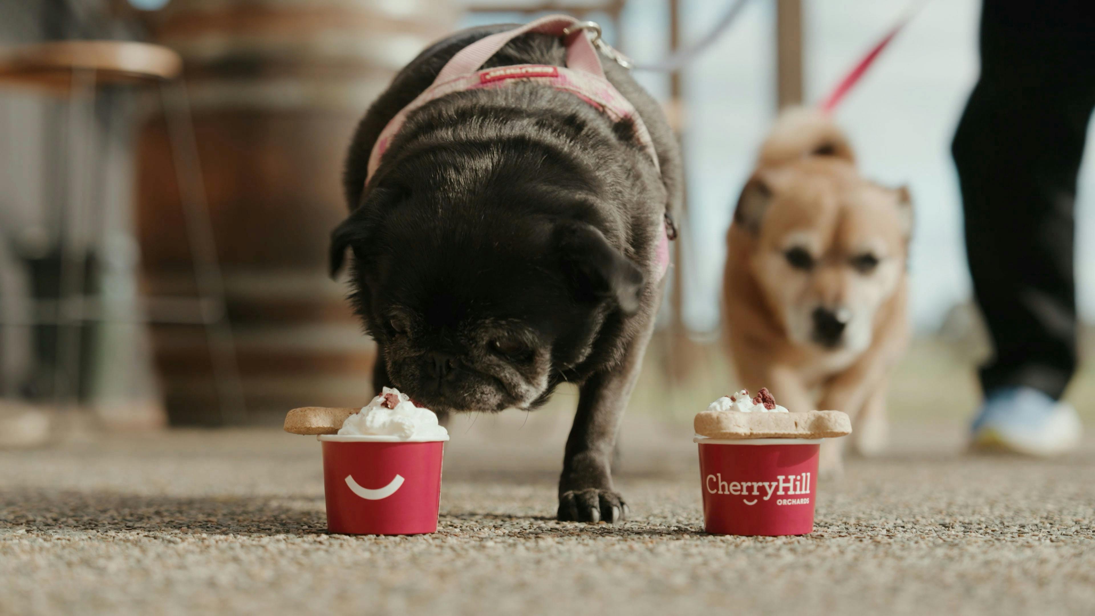 Two small dogs  on leash enjoying their pup cups