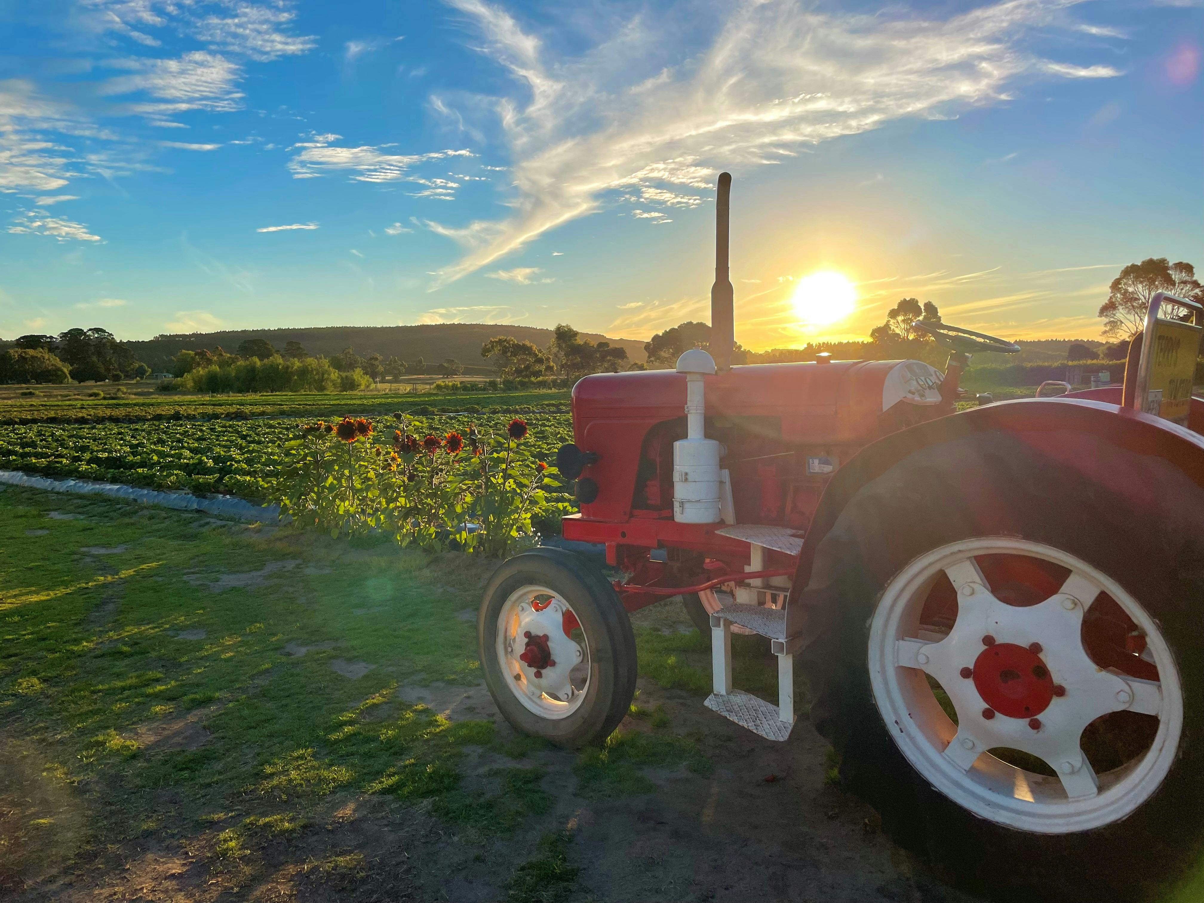 PYO patch at sunset in front of our little red tractor