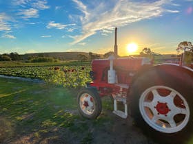 PYO patch at sunset in front of our little red tractor