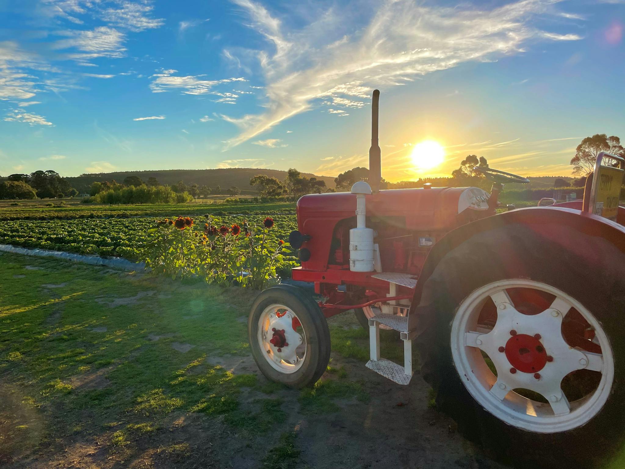 PYO patch at sunset in front of our little red tractor