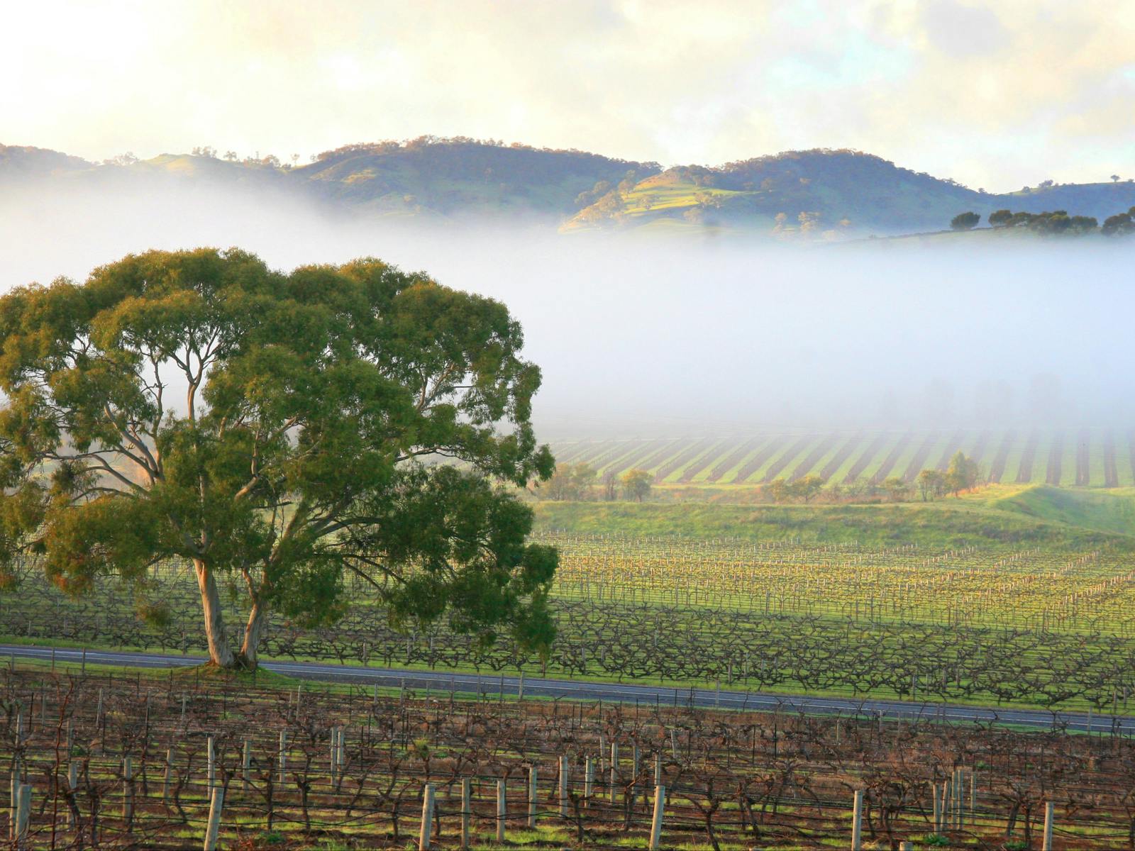 Kellermeister Wines
