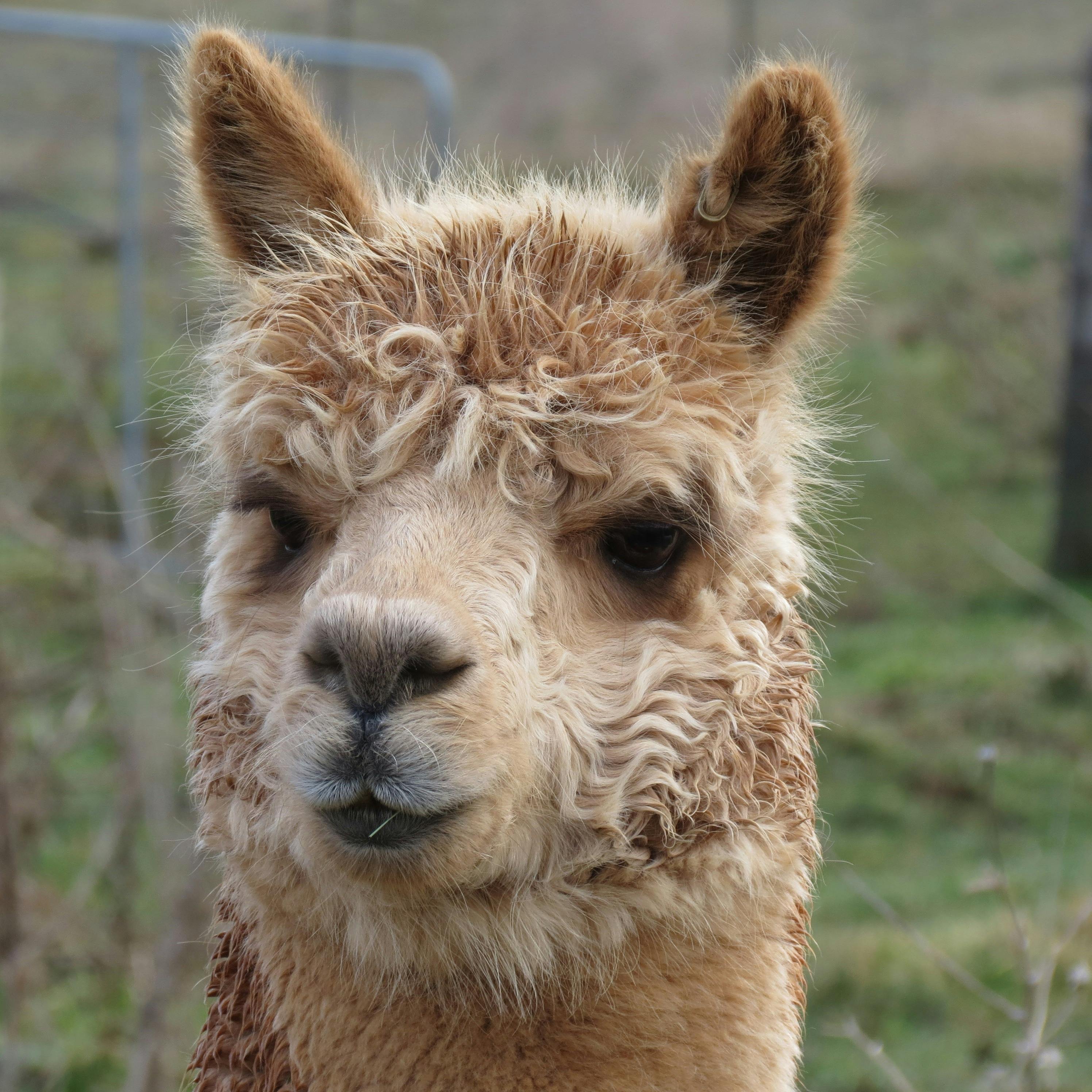 Alpaca Products Australia NSW Holidays Accommodation Things To Do Attractions And Events