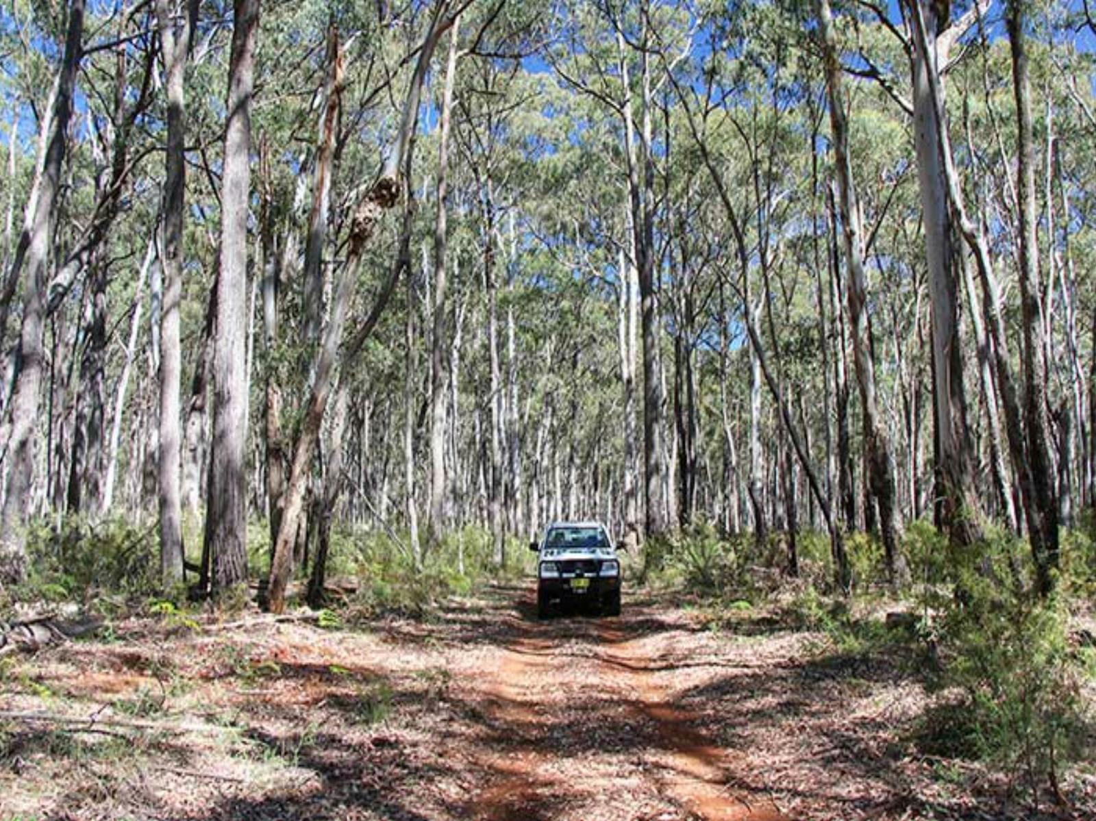 Barraba Track, Mount-Kaputar-Nationalpark, Foto: Jessica Stokes