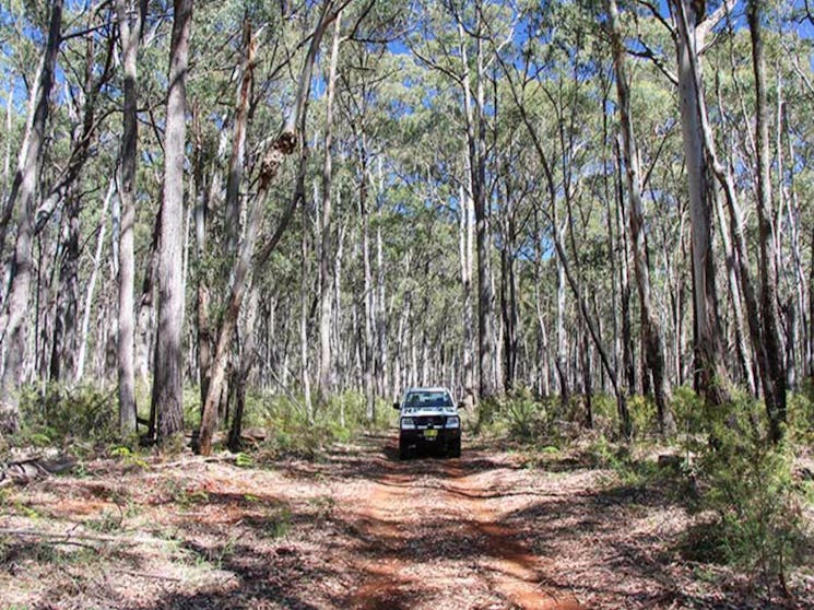 Barraba Track, Mount Kaputar National Park, Photo: Jessica Stokes