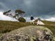 Hiking over Mt Stirling with the toughest Snow Gum in Australia as a backdrop.