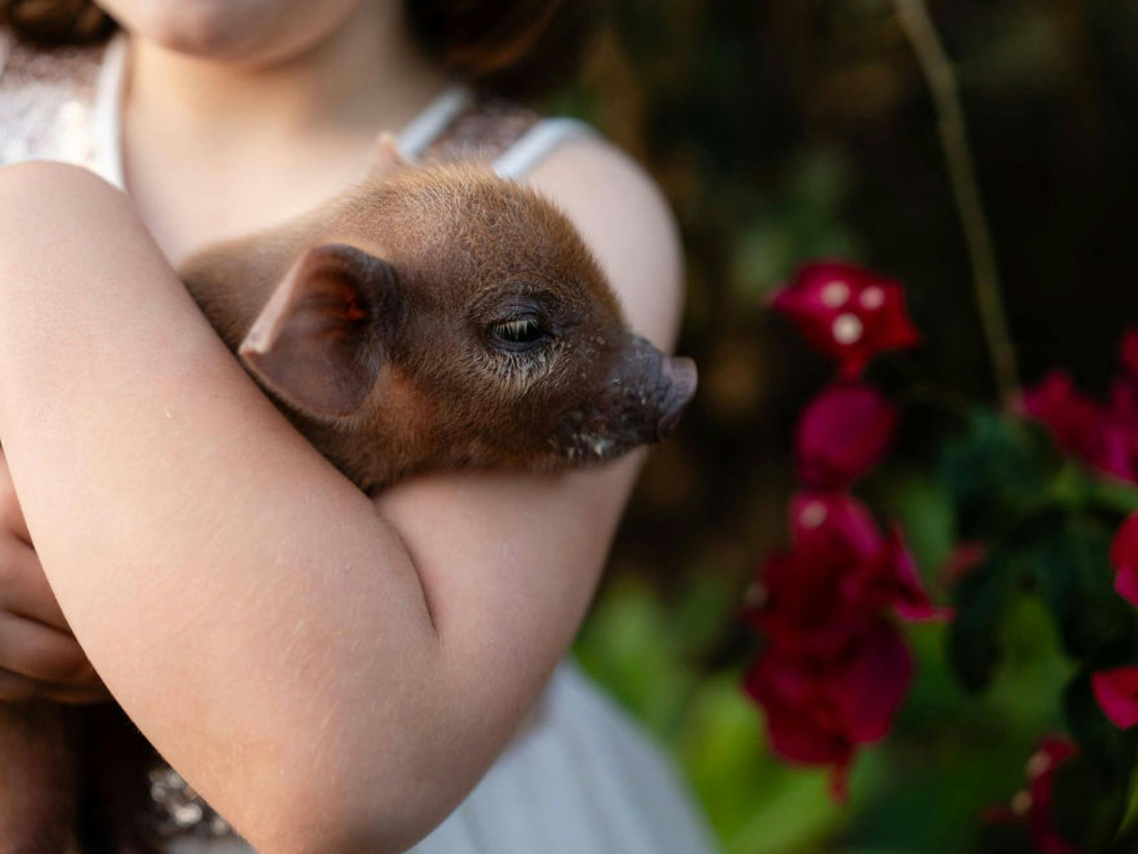 Cute baby pig cuddling little girl
