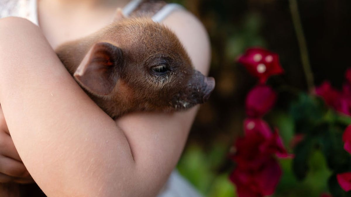 Cute baby pig cuddling little girl