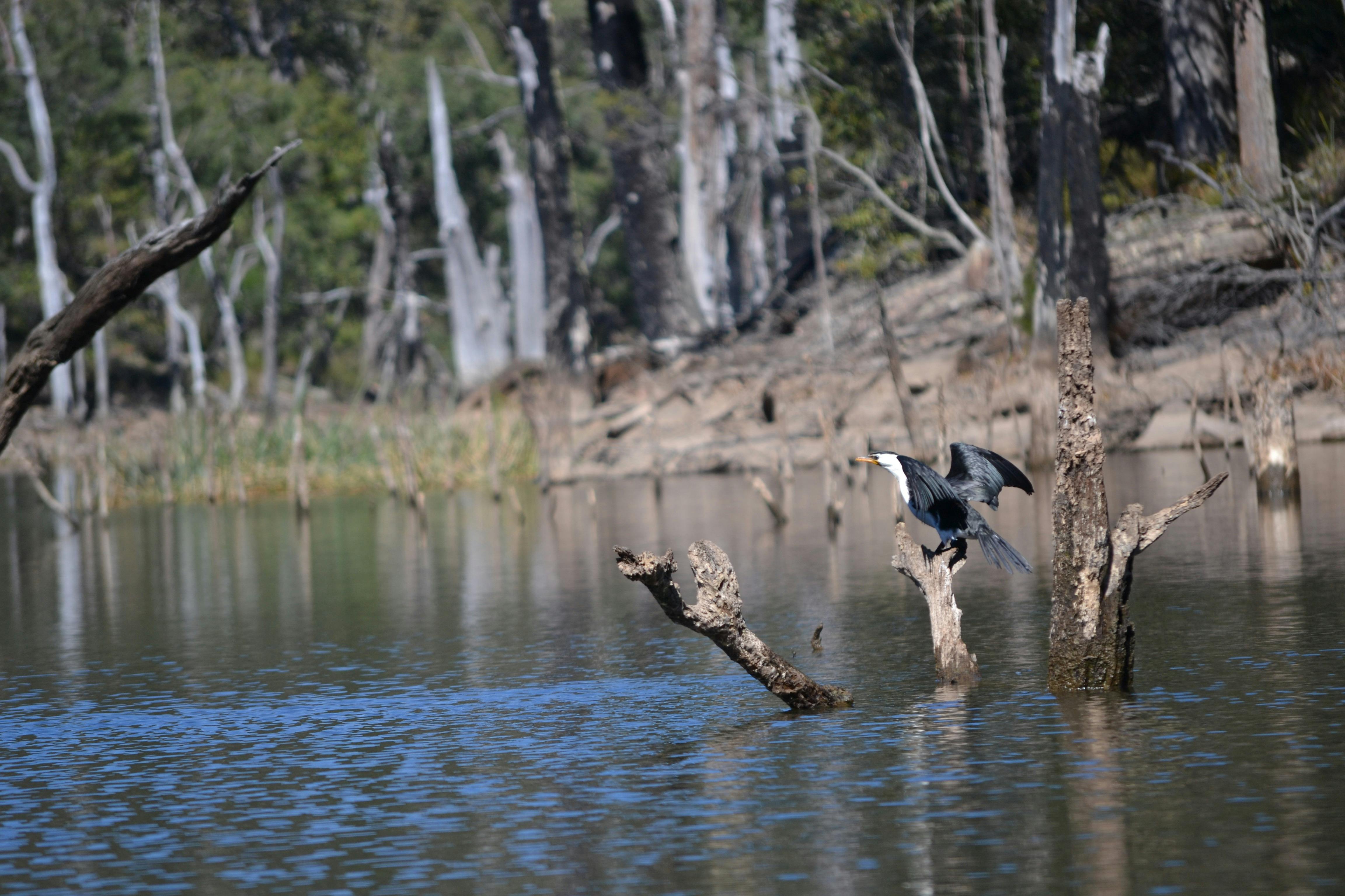 Sunken Forest Wildlife