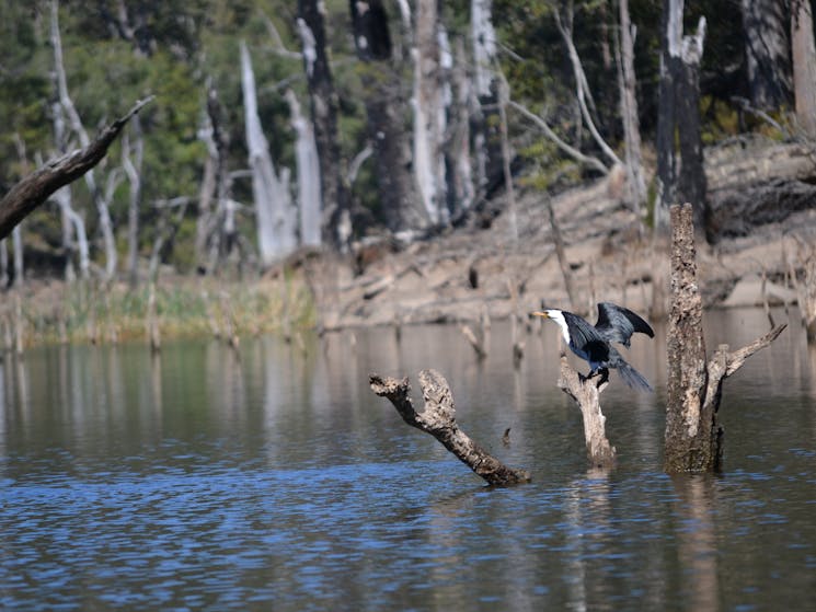 Sunken Forest Wildlife