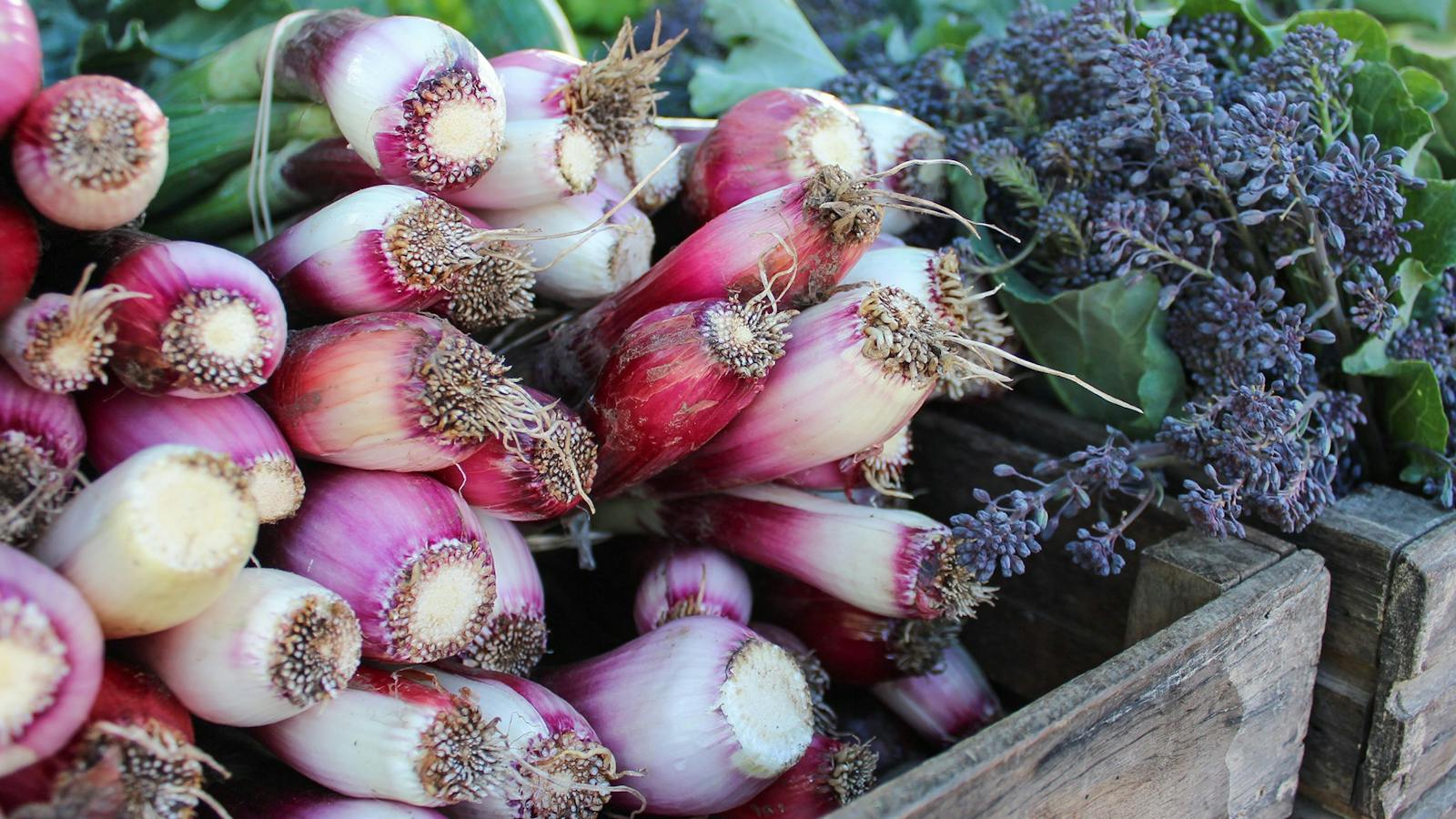 An image of fresh locally grown produce sold at the SAGE Farmers Market