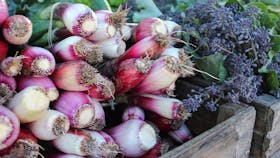 An image of fresh locally grown produce sold at the SAGE Farmers Market