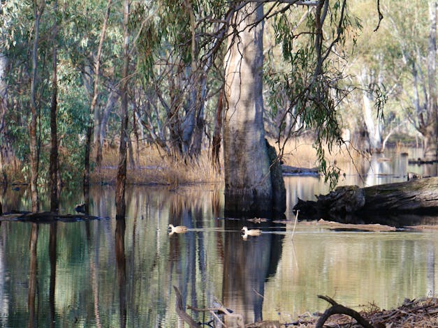 Gunbower National Park