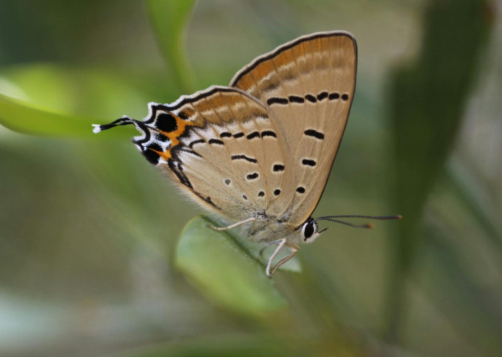 Talking Butterflies with Dr Suzi Bond & John Betts Betts Award Presentation