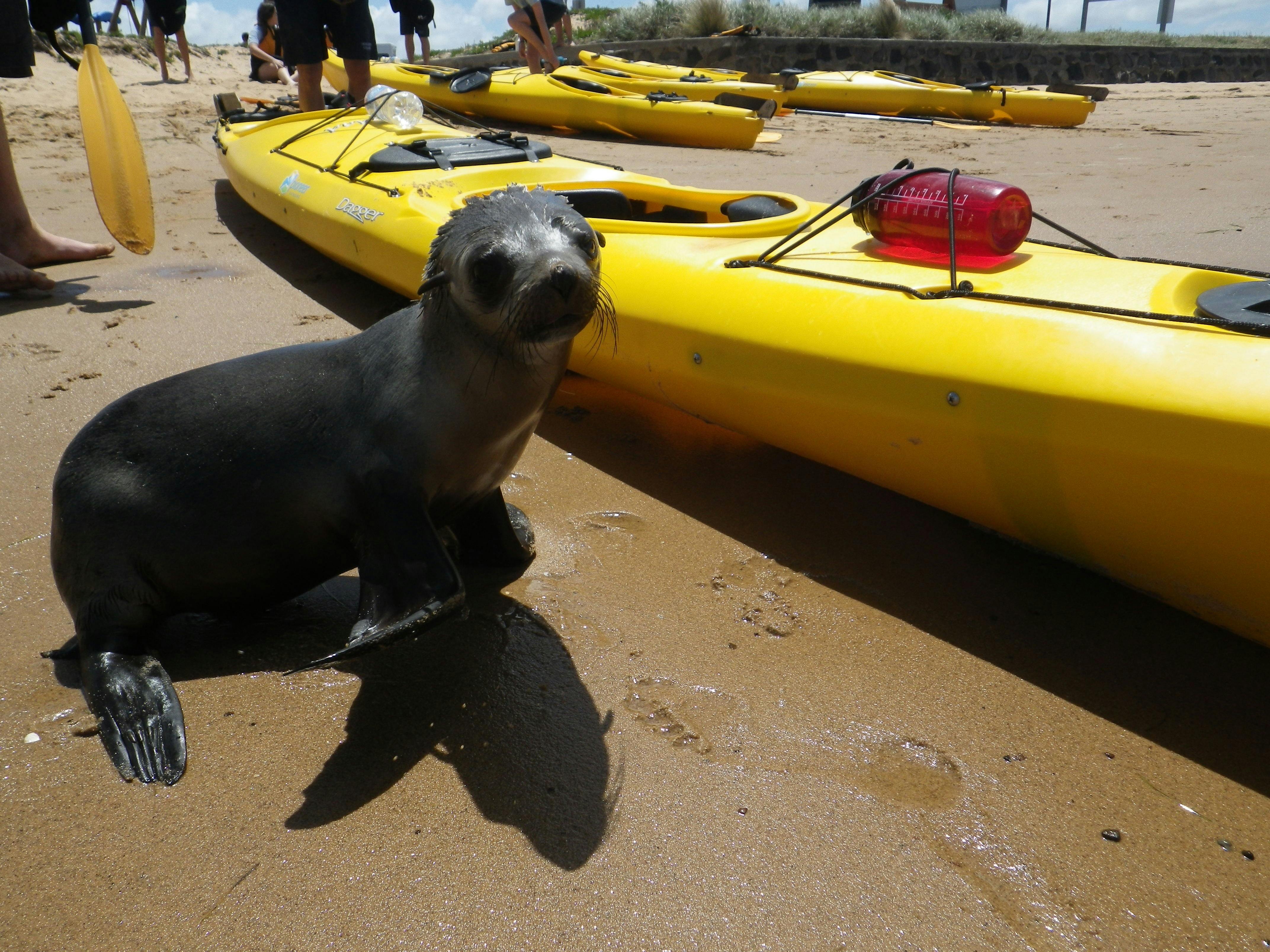 Pioneer Kayaking