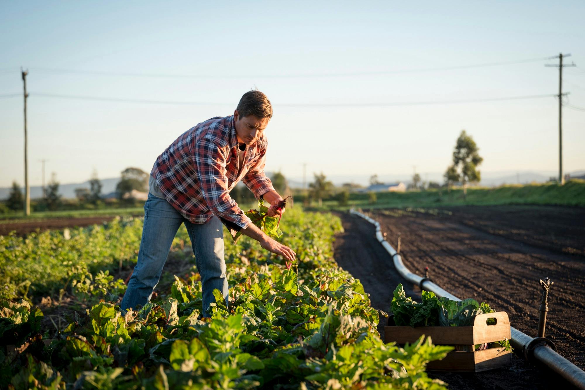 Farmer Jesse picking beetroot
