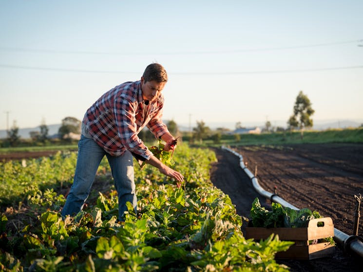 Farmer Jesse in the paddock picking beetroot.