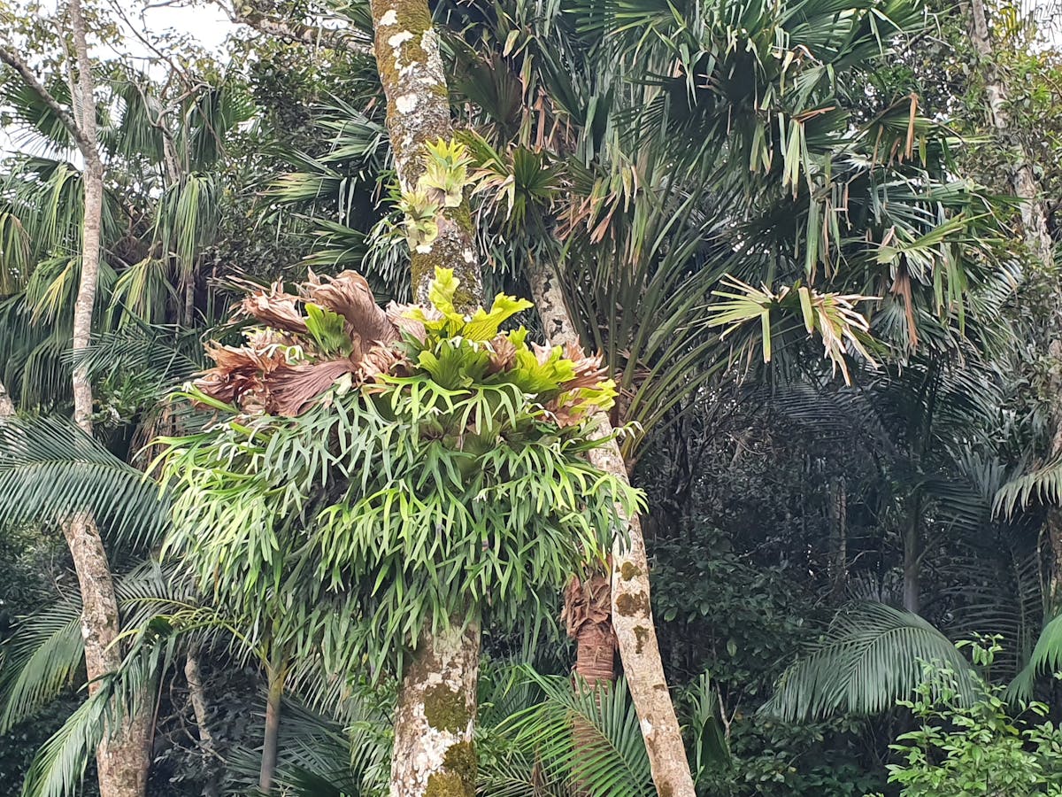 Honeyeater Haven at Crediton via Eungella Qld amazing flora right beside Eungella National Park Honeyeater Haven at Crediton via Eungella Qld amazing flora right beside Eungella National Park