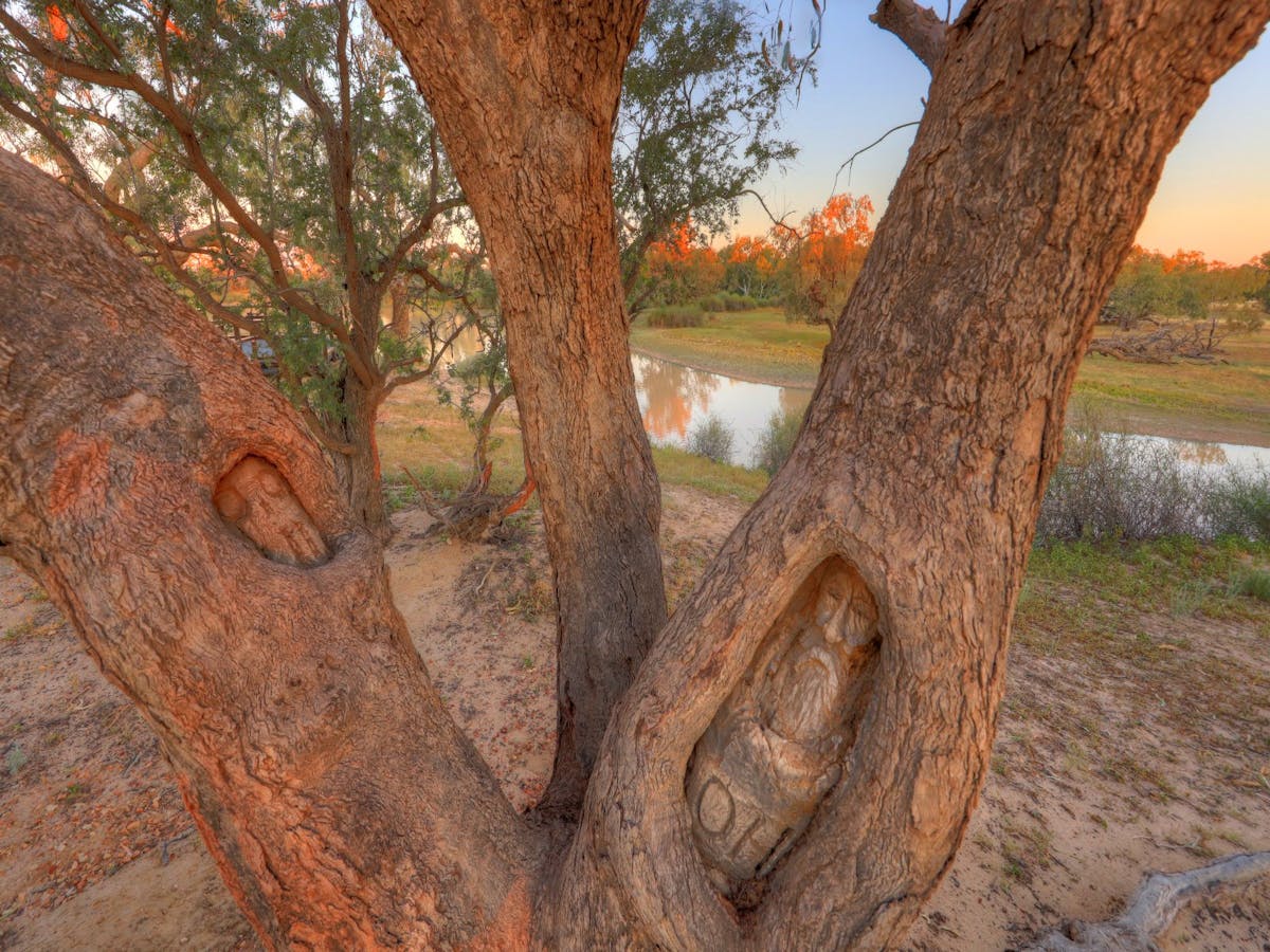 Face Tree at Dig Tree