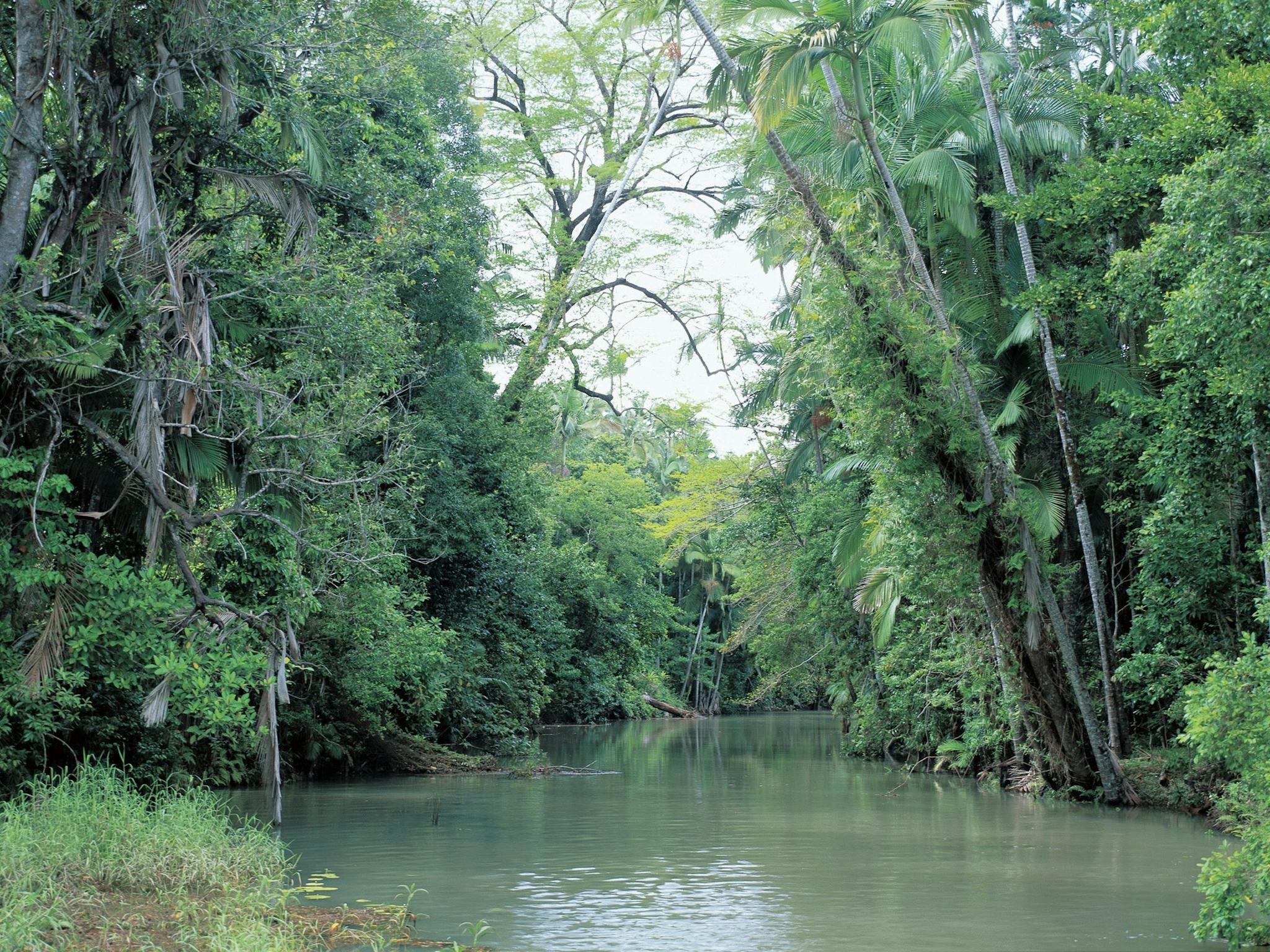 Creek fringed by forest, Conway National Park