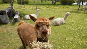 Clearview Alpacas