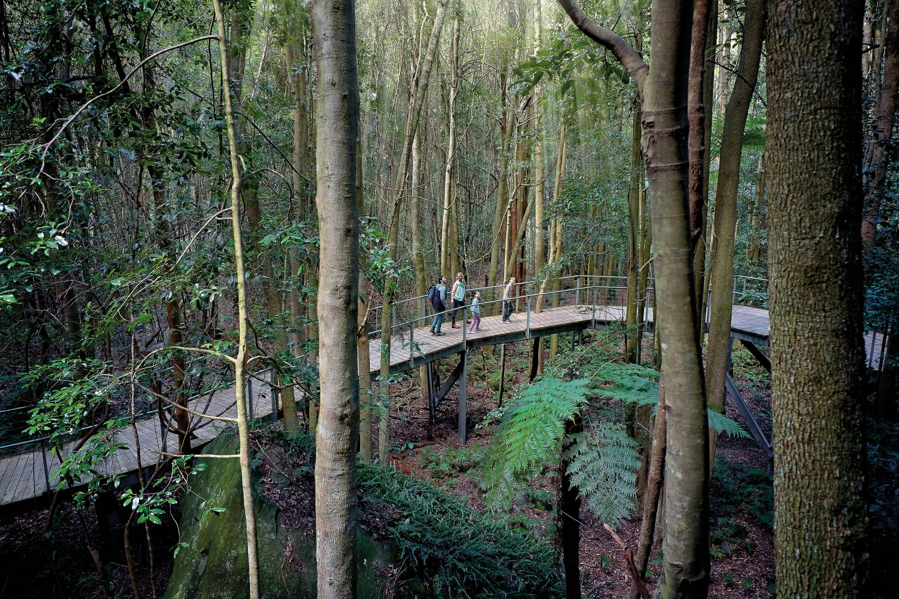 Walk through the majestic Rainforests