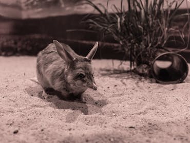 Bilby Bilby