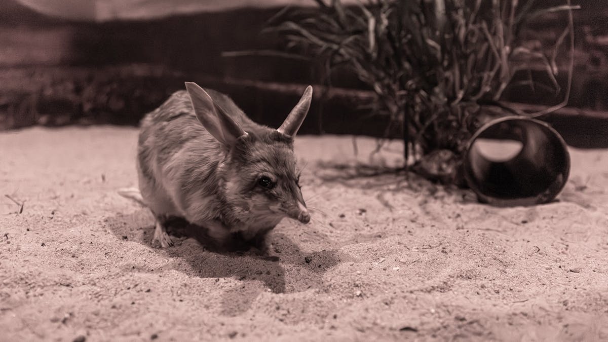 Bilby