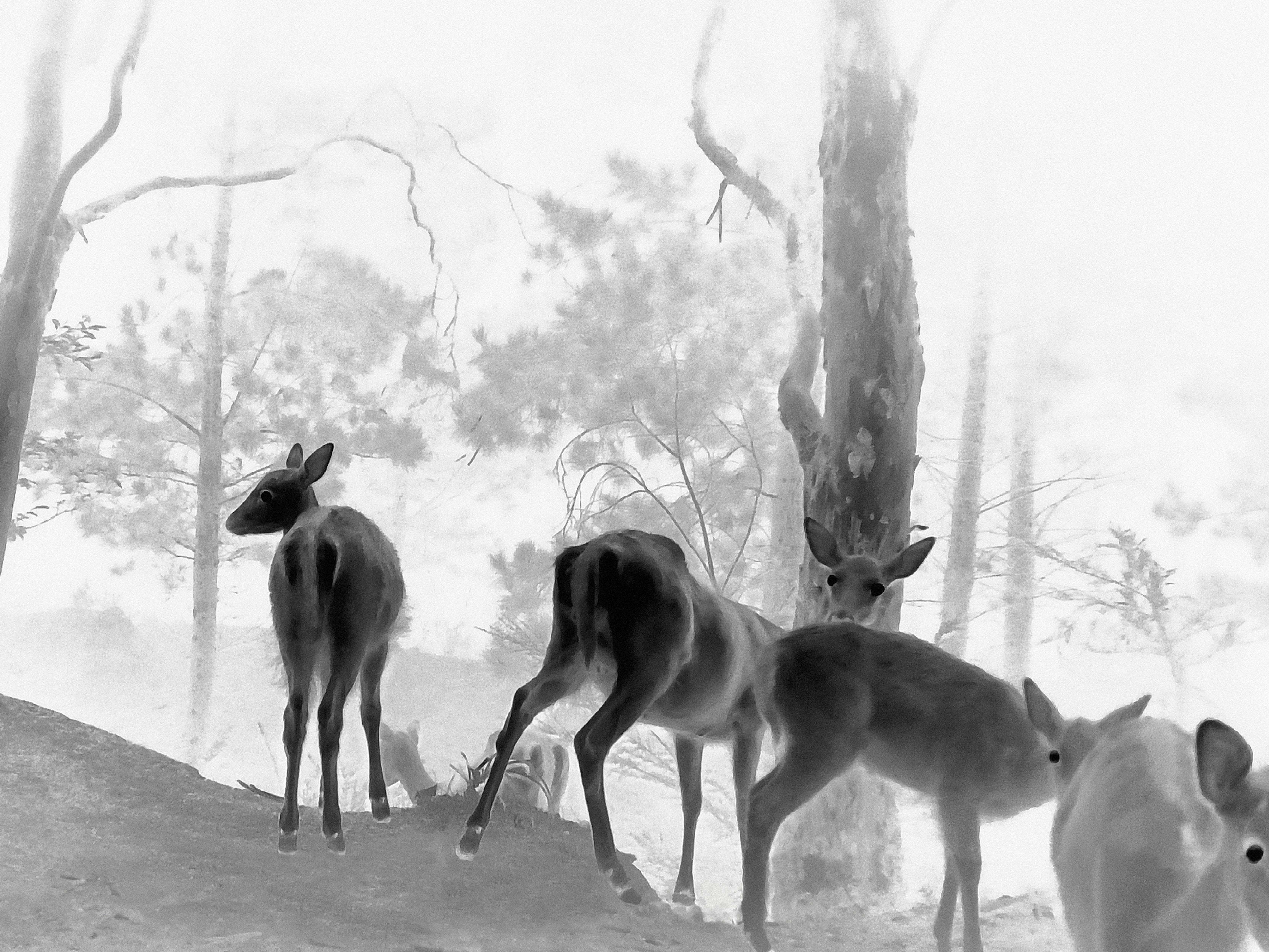 Nicole Welch, 'Unveiling 1' (detail), 2024, giclee print.