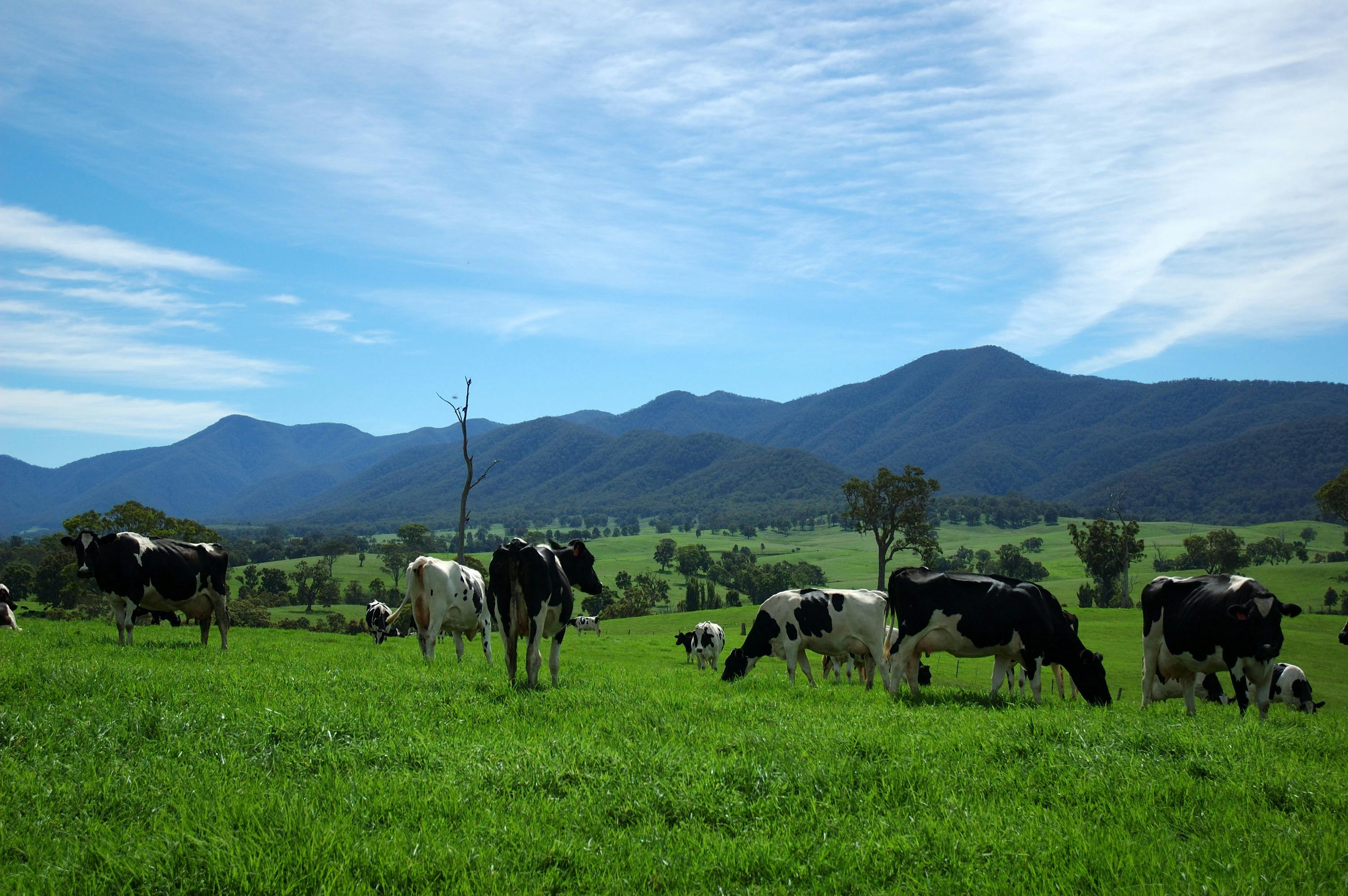 Bemboka, Sapphire Coast NSW